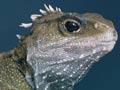 The tuatara (1st of 2)