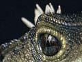 Male tuatara (2nd of 2)