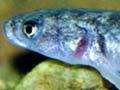 Koaro (Galaxias brevipinnis)