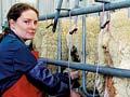 Milking sheep