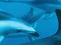 Dusky dolphin