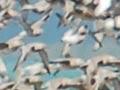 Kaipara birds