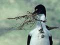New Zealand king shag