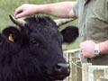 Wagyu cow and calf (2nd of 3)