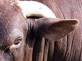 Santa Gertrudis bull (3rd of 3)