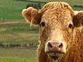 Prize-winning steak and surviving cattle