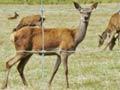 Deer grazing