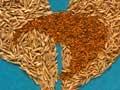 White clover and ryegrass seeds