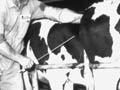 Training artificial inseminators