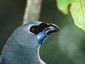 Animals of Te Urewera (1st of 3)
