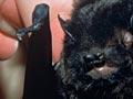 Long-tailed bat (2nd of 3)