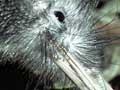 North Island brown kiwi (3rd of 3)