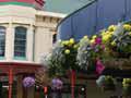 Whanganui in bloom