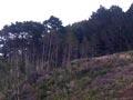 Tinakori Hill