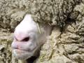 Shrek the hermit sheep