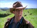 Video: Flock of cows