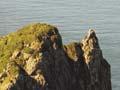 Motu Kōkako (Hole in the Rock)