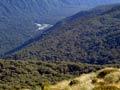 Beech forest, Hollyford Valley