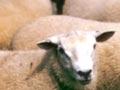 Texels for meat production
