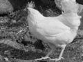 School poultry (3rd of 3)