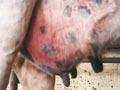 Mastitis