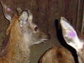 Johne’s disease in deer