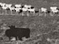 Sheep and cattle on easy hill country