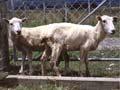Johne’s disease in sheep