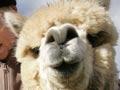 Alpaca fibre