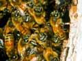 Wild bee colony