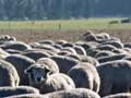 Break-feeding turnips and grass
