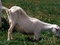 Footrot problems