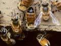 Beehive entrance