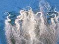 Classes of cashmere fibre