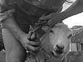 ‘Footrotting’ a sheep