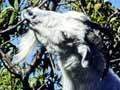 An agile goat