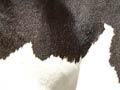 Holstein-Friesian cow