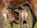 Fawns suckling