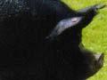 Berkshire pig