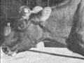 Tuberculosis in cattle