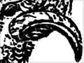 The Spanish or Merino ram