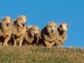 Halfbreds in the South Island foothills