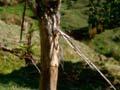 Tree damage