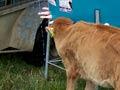 Feeding the calves