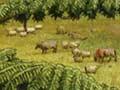 Cattle farming in the North Island (1st of 2)
