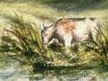 Cows in a swamp