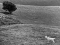 Rotational grazing