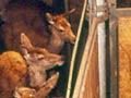 Deer yard