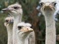 Ostriches (1st of 2)