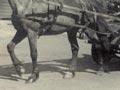 Travelling herd tester